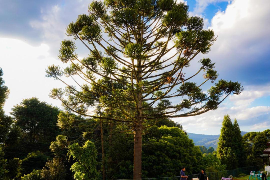 ホテル Pousada Hortela Campos do Jordão エクステリア 写真